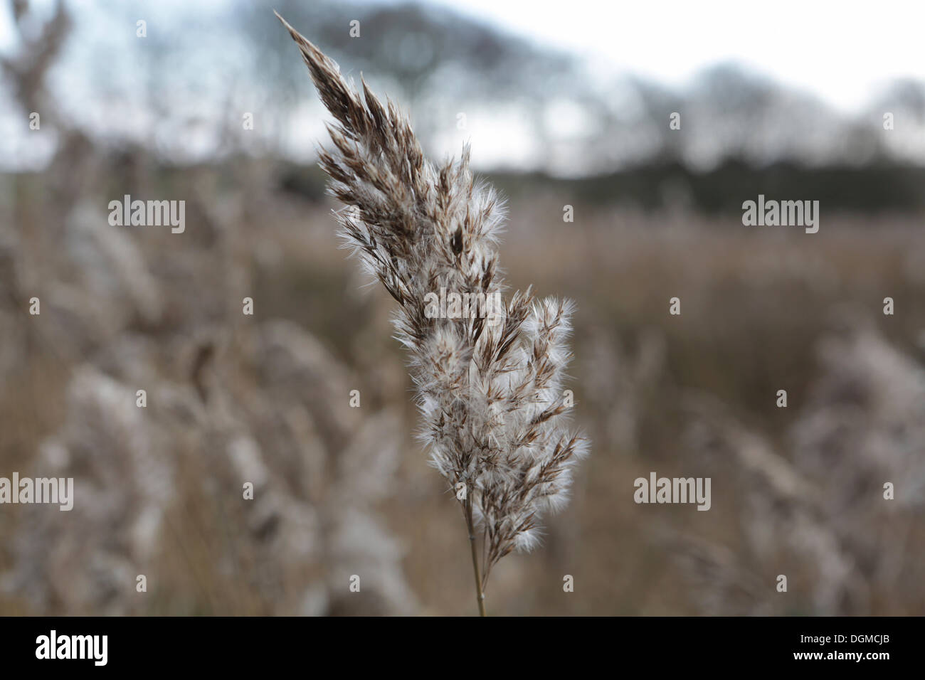 Common Reed (Phragmites australis), seed head, East Frisian Islands, Langeoog, Lower Saxony, Germany Stock Photo