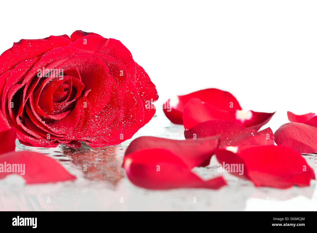 Red rose rose laying on hires stock photography and images Alamy