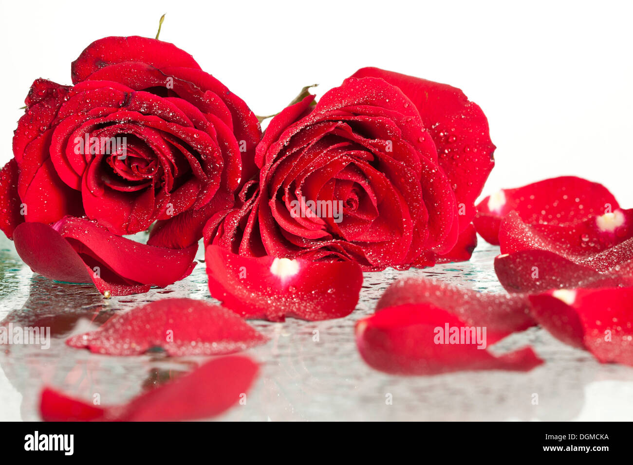 Petal border rose petals red hi-res stock photography and images - Alamy