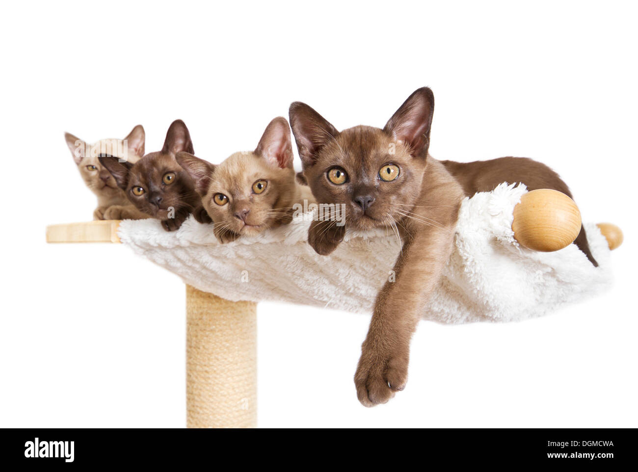 Four Burmese cats, kittens, 10 weeks, lying on a cat tree Stock Photo