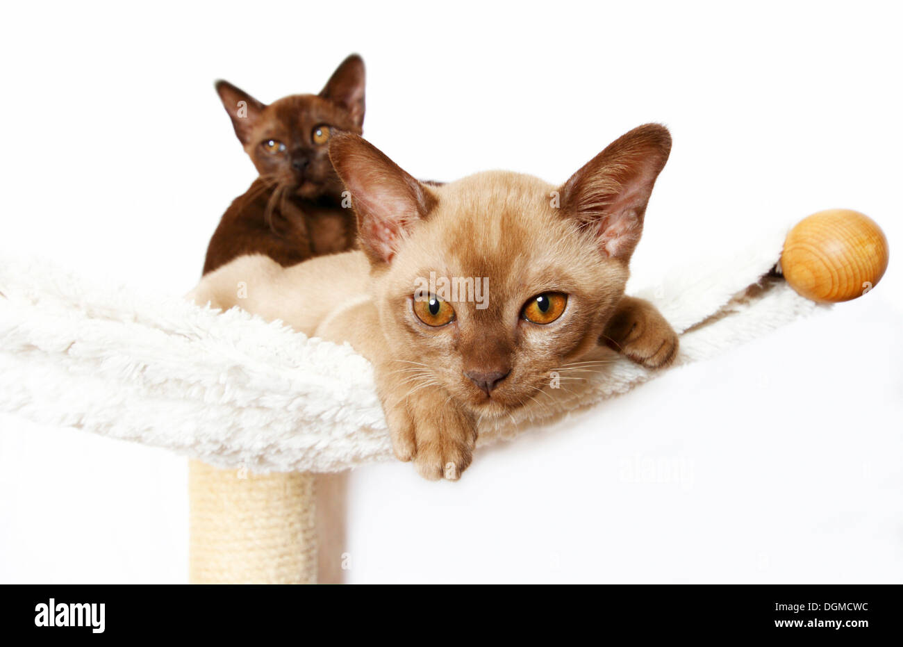 Two Burmese cats, 10 weeks, lying on a hammock Stock Photo