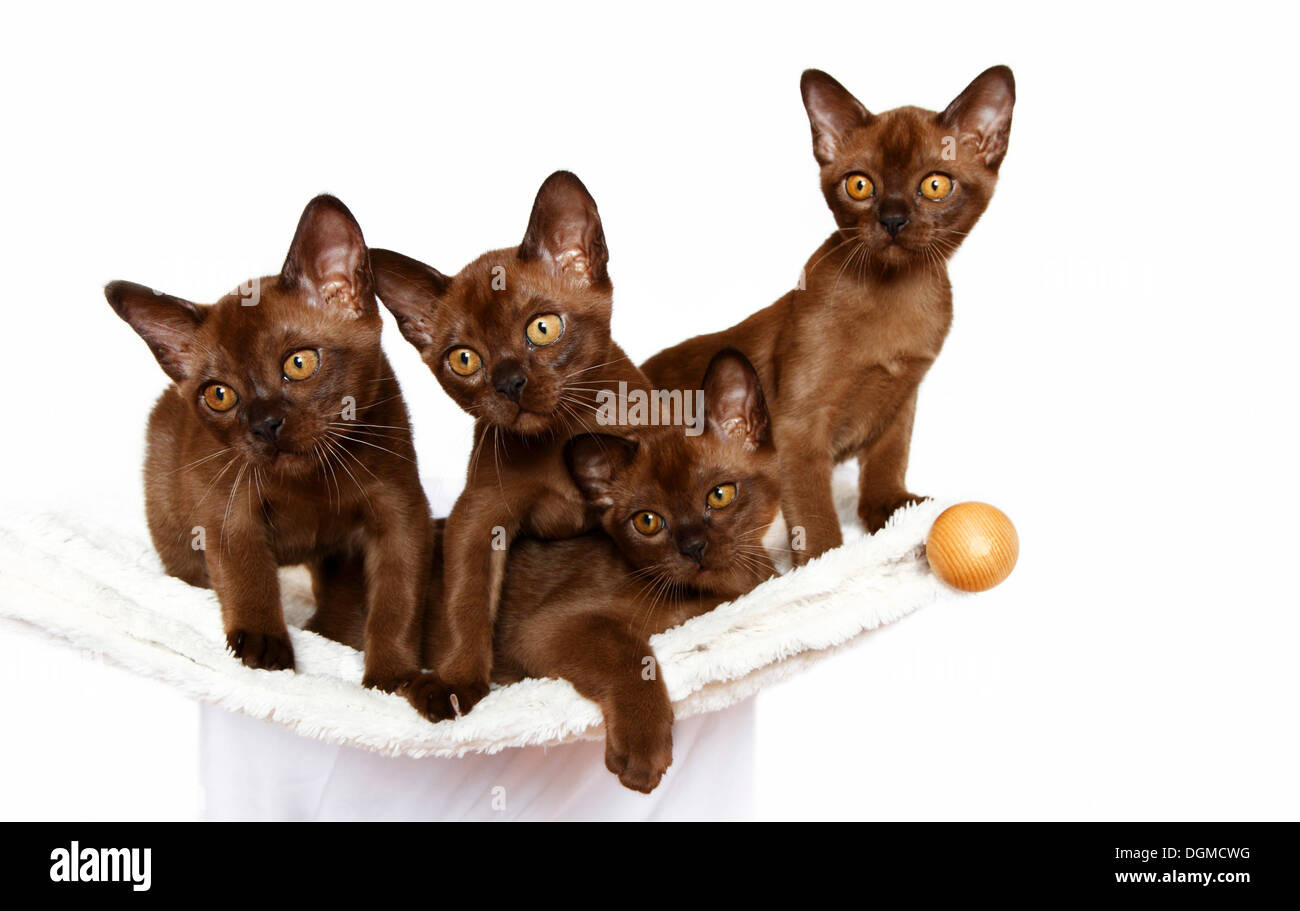 Four Burmese cats, 10 weeks, on a hammock Stock Photo
