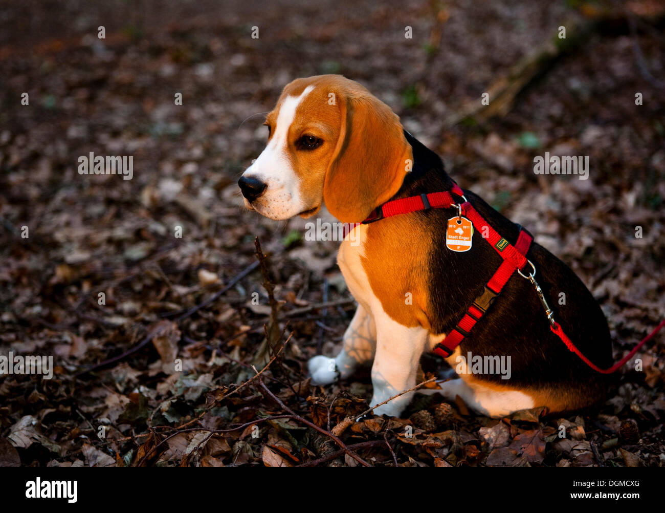 A tricolour male beagle puppy sitting in the forest Stock Photo