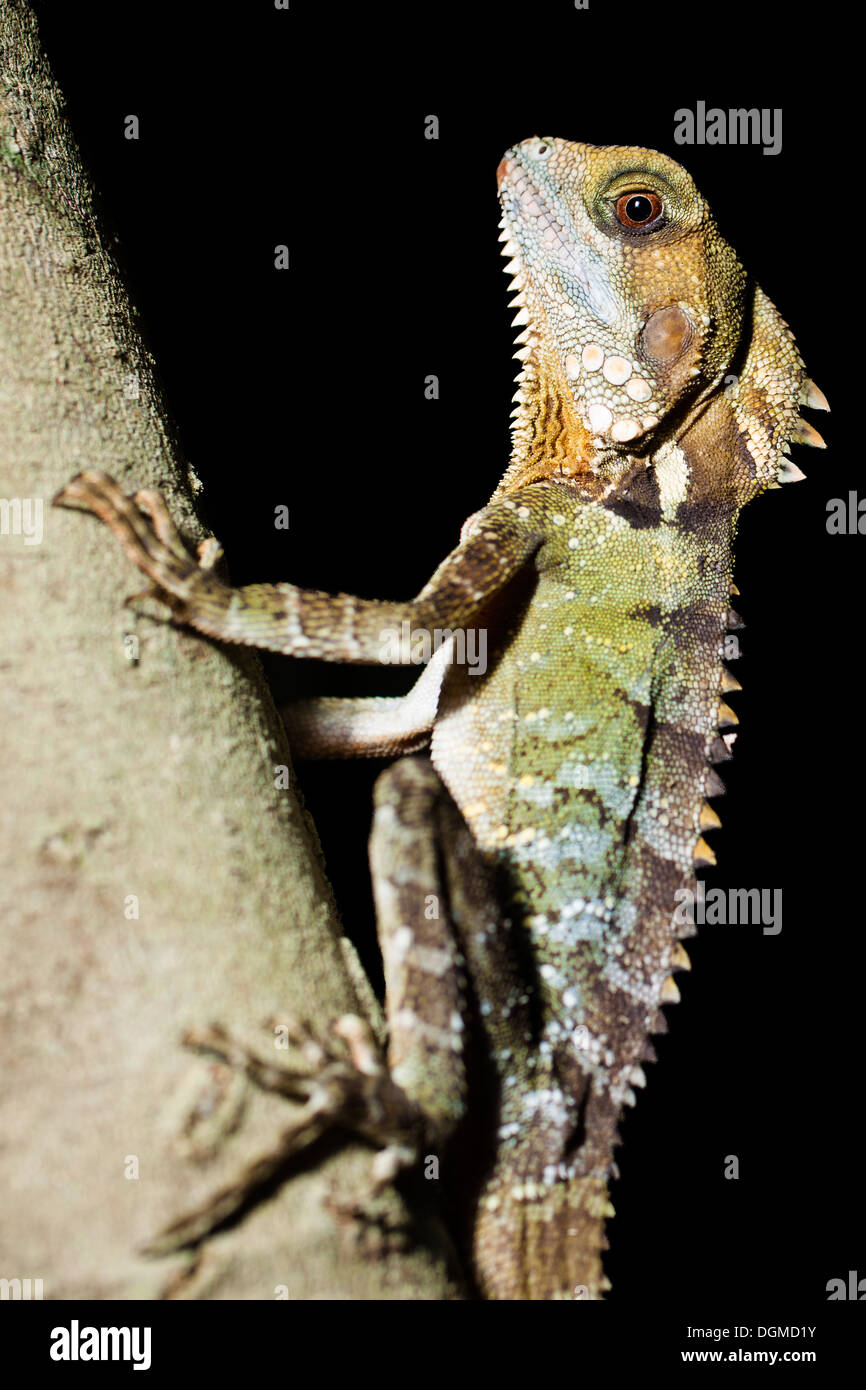 A beautiful Boyd's forest dragon sitting on a tree. Stock Photo