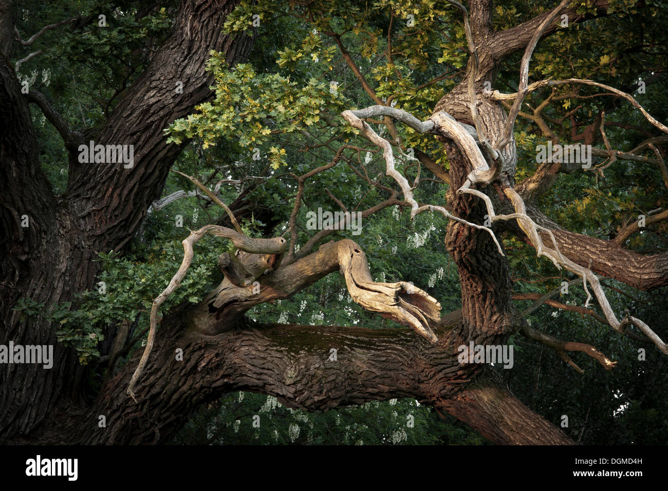 Dead branches of a Pedunculate Oak (Quercus robur), ByttnaHain