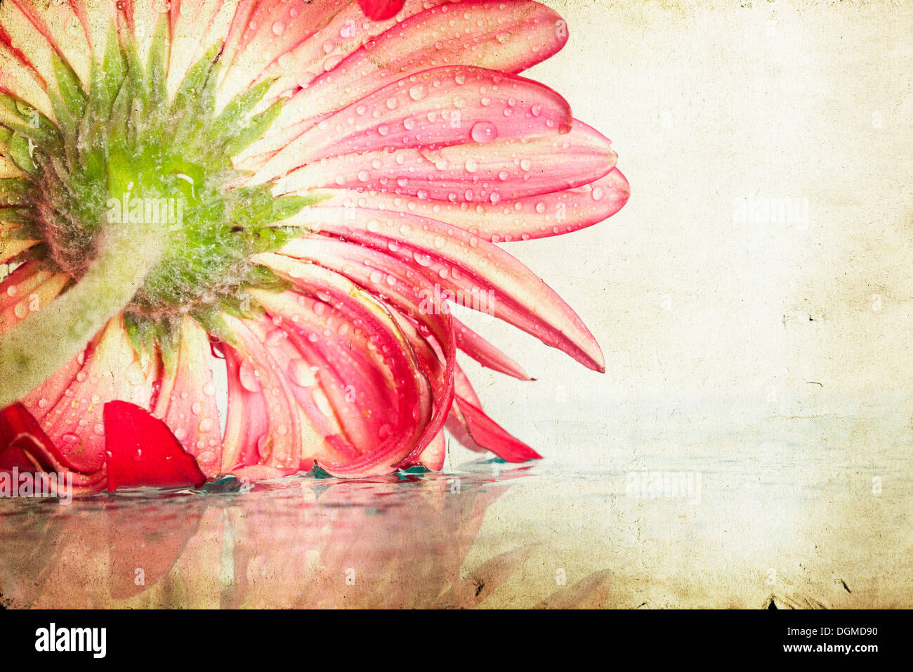 https://c8.alamy.com/comp/DGMD90/vintage-photo-of-gerbera-daisy-flower-with-water-drops-DGMD90.jpg