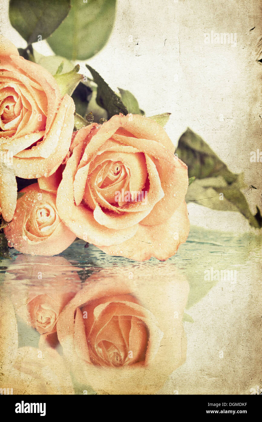 Pink roses covered with dew on vintage background Stock Photo - Alamy