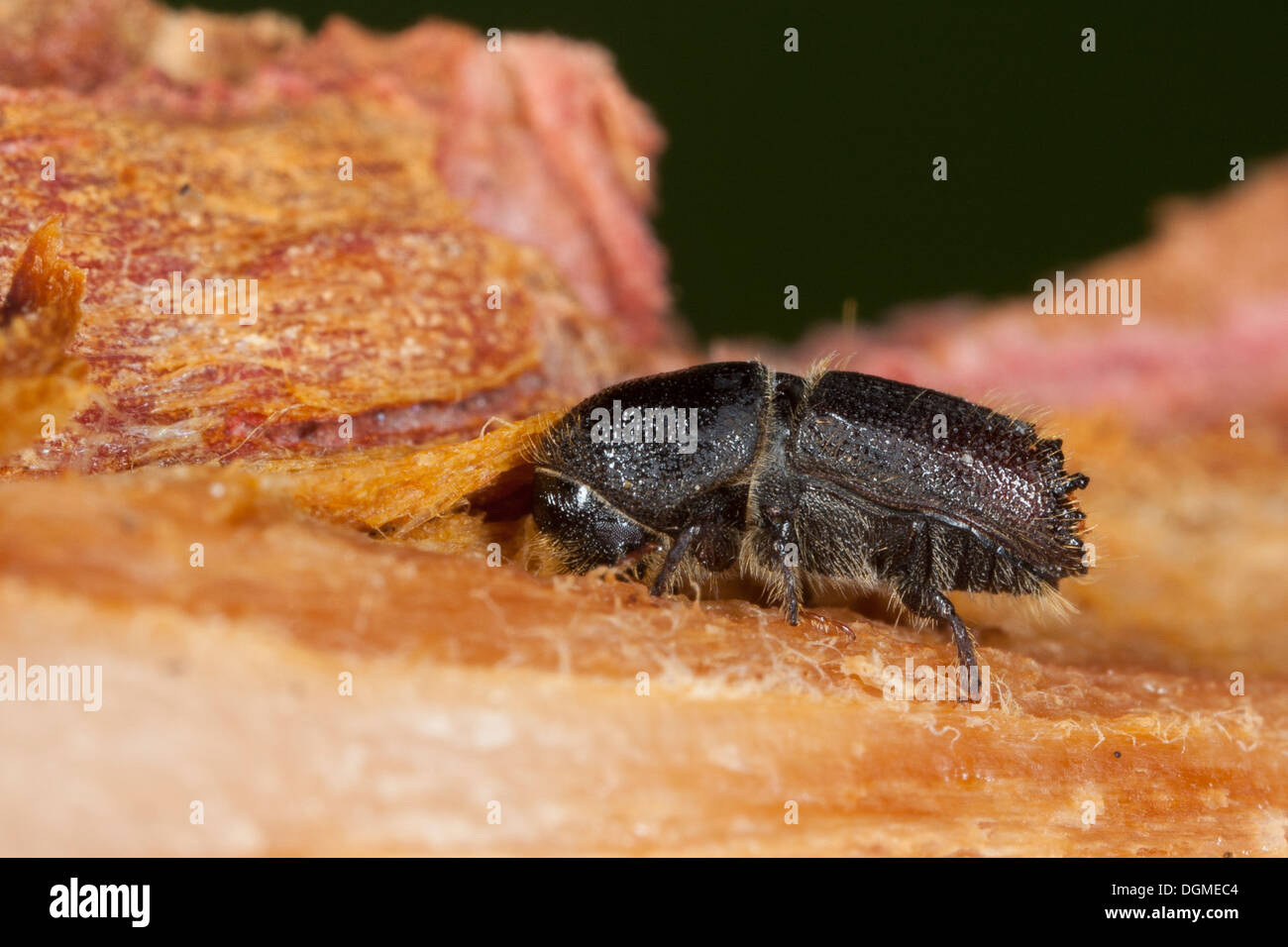 bark beetle, Borkenkäfer, Borken-Käfer, Ips spec., Ips cf. sexdentatus, Schädlinge, Schädling Stock Photo