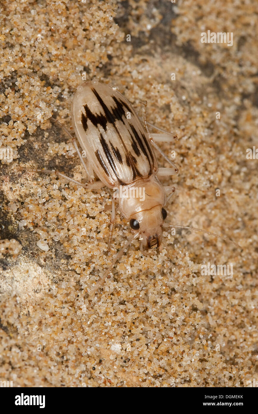 ground beetle, Dammläufer, Laufkäfer, Eurynebria complanata, Nebria complanata, mediterran, Mittelmeer, Sizilien Stock Photo