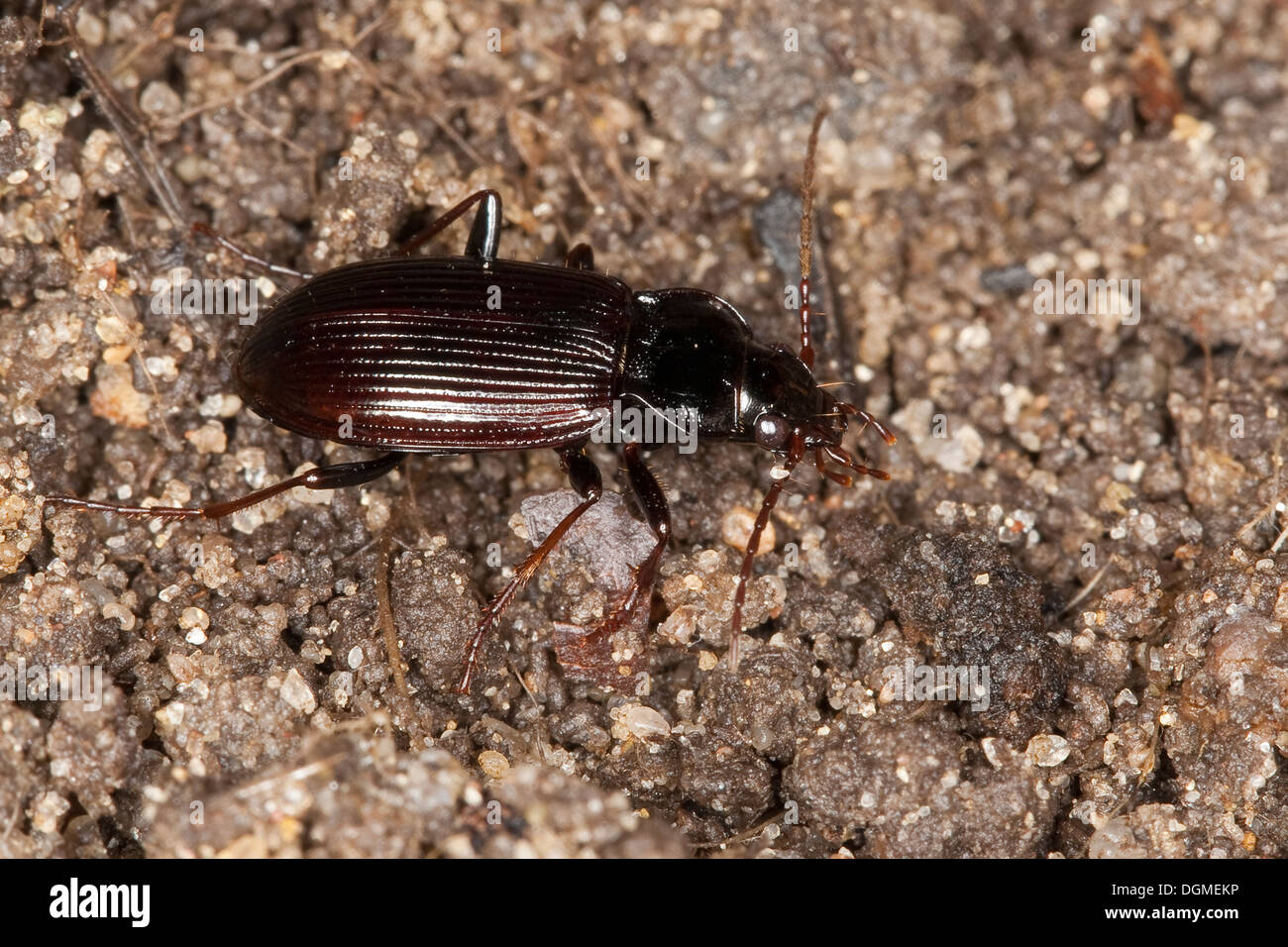 European Gazelle Beetle, ground beetle, Gewöhnlicher Dammläufer, Pechschwarzer Dammläufer, Laufkäfer, Nebria brevicollis Stock Photo