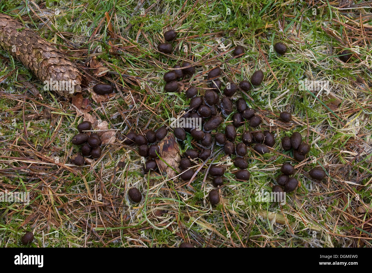 Fallow deer, Daim, dirt, droppings, faeces, Losung, Kot, Damwild, Dam-Wild, Damhirsch, Dam-Hirsch, Cervus dama, Dama dama Stock Photo