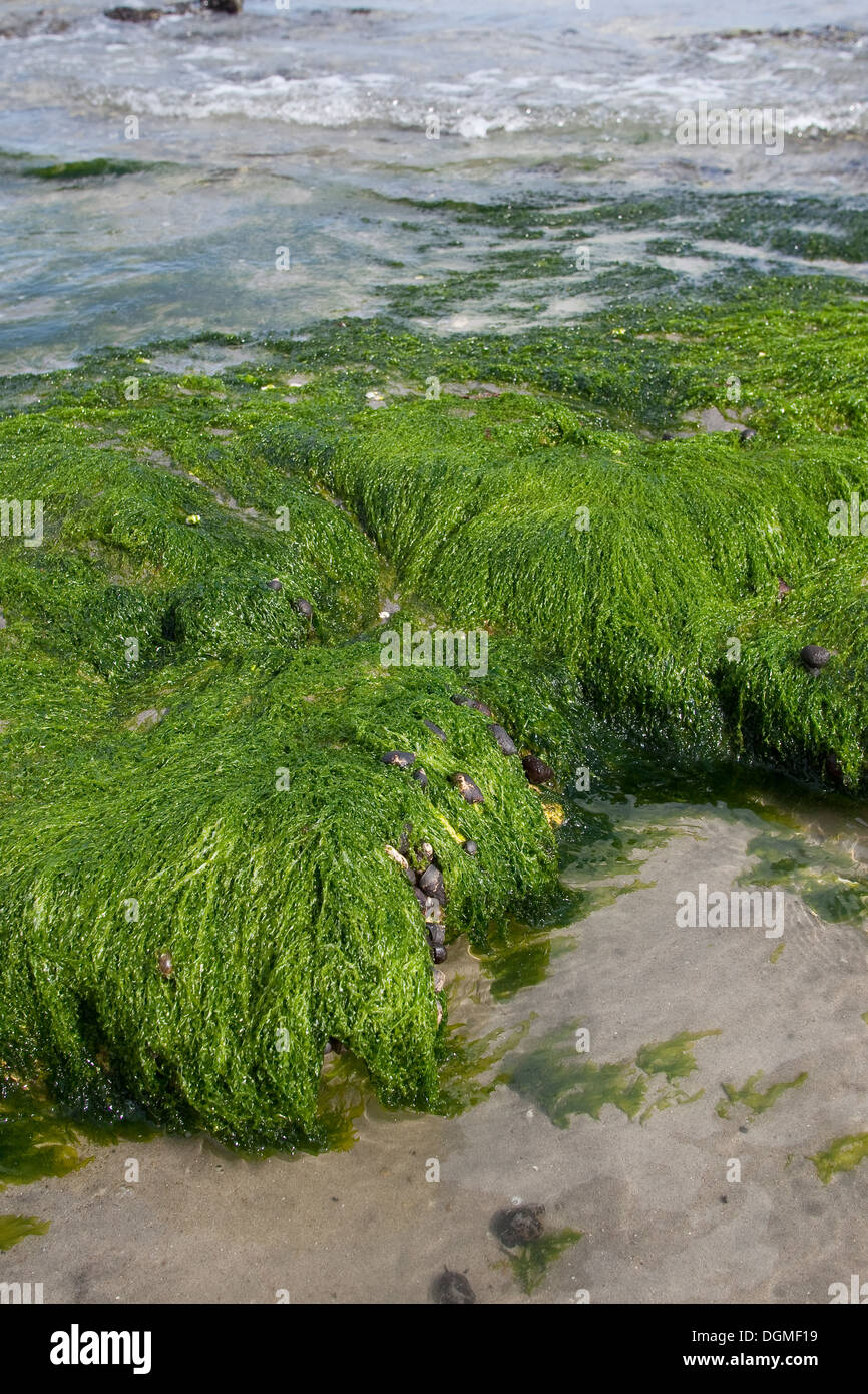 Seaweed, gutweed, gutweed, grasskelp, kelp, Flacher Darmtang