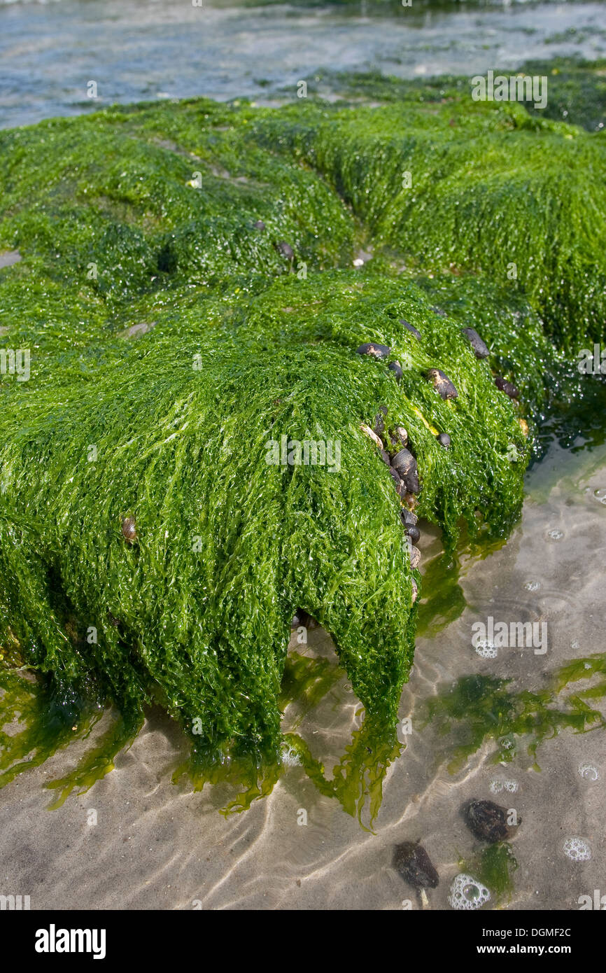 Seaweed, gutweed, gut-weed, grass-kelp, kelp, Flacher Darmtang, Grünalge, Tang, Enteromorpha compressa, Enteromorpha intestina Stock Photo