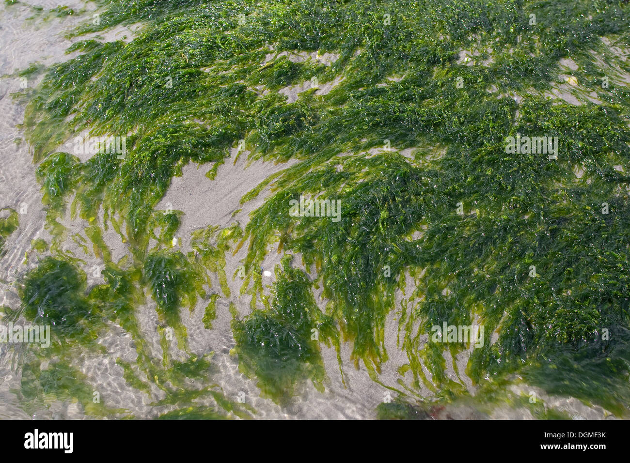 Seaweed, gutweed, gutweed, grasskelp, kelp, Flacher Darmtang Stock Photo 61916503 Alamy