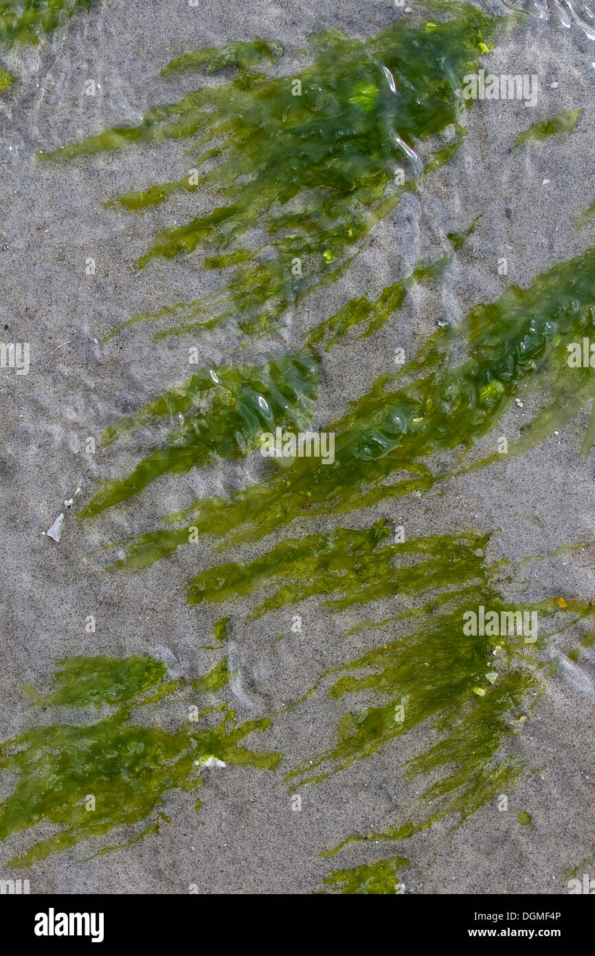 Seaweed, gutweed, gut-weed, grass-kelp, kelp, Flacher Darmtang, Grünalge, Tang, Enteromorpha compressa, Enteromorpha intestina Stock Photo