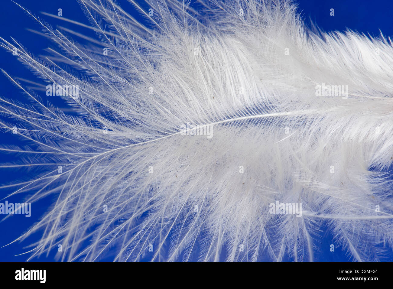 feather, plume, down feather, Daunen, Dunen, Daunenfeder, Vogelfeder, Federäste, Lupe, loupe Stock Photo