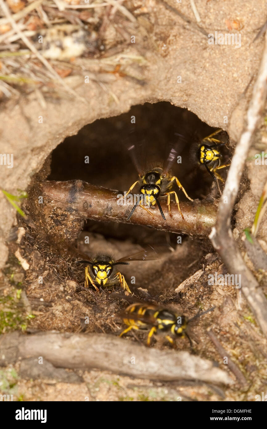 German wasp, European wasp, vespiary, Deutsche Wespe, Vespula germanica, Vespa germanica, Paravespula germanica, Wespennest Stock Photo