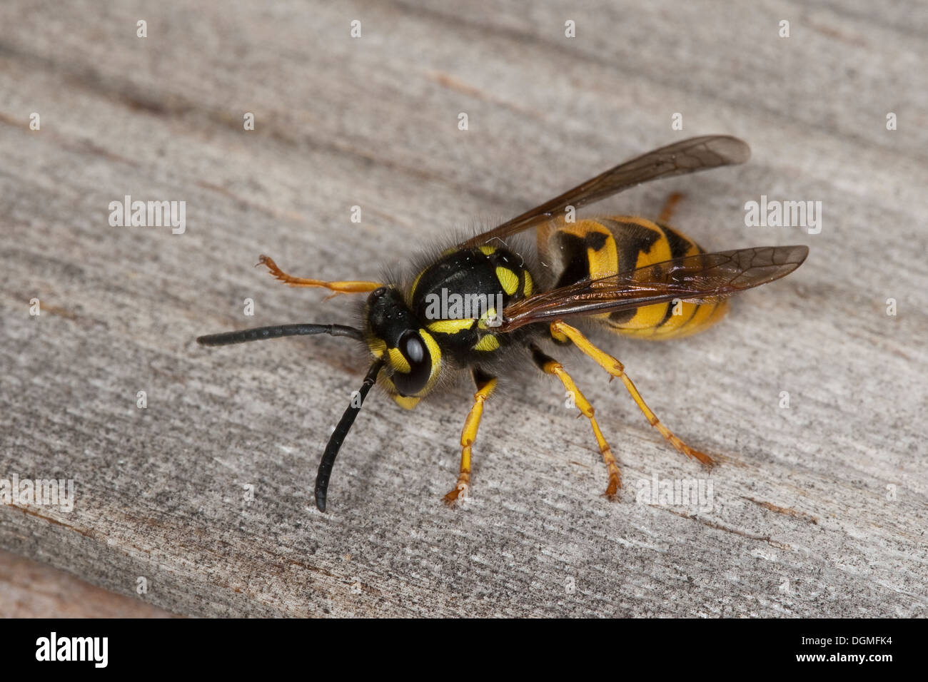 German wasp, European wasp, Deutsche Wespe, Vespula germanica, Vespa germanica, Paravespula germanica Stock Photo