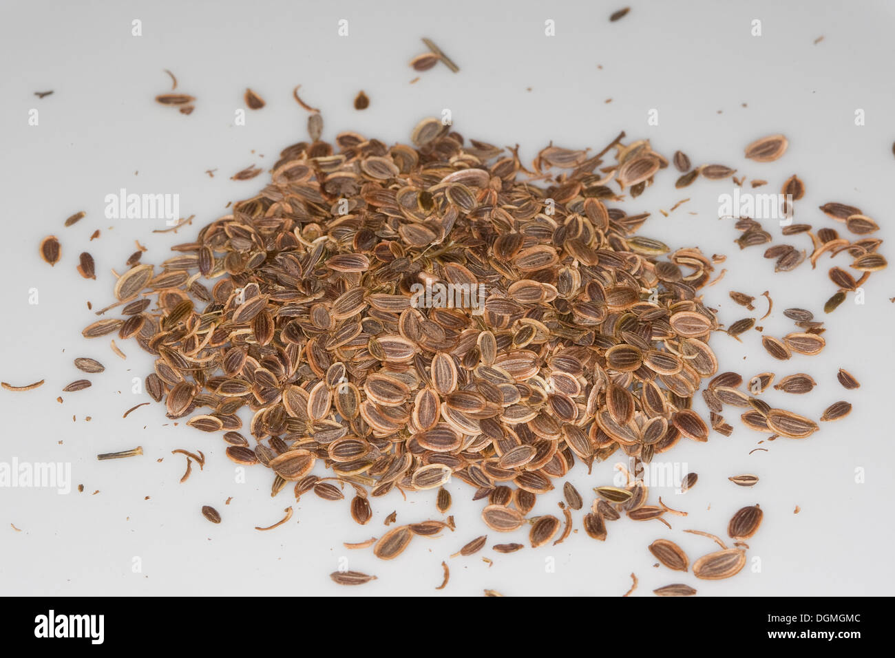 Aneth, Dill, Gurkenkraut, Anethum graveolens, spice, Gewürze, Gewürzpflanze, Samen, Saat, seed, crop, sowing Stock Photo