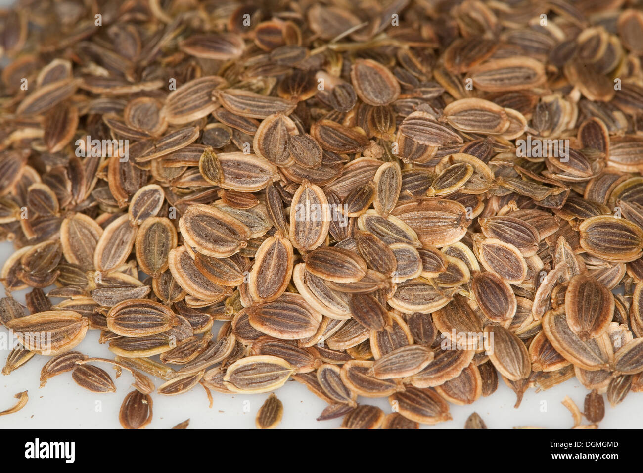 Aneth, Dill, Gurkenkraut, Anethum graveolens, spice, Gewürze, Gewürzpflanze, Samen, Saat, seed, crop, sowing Stock Photo