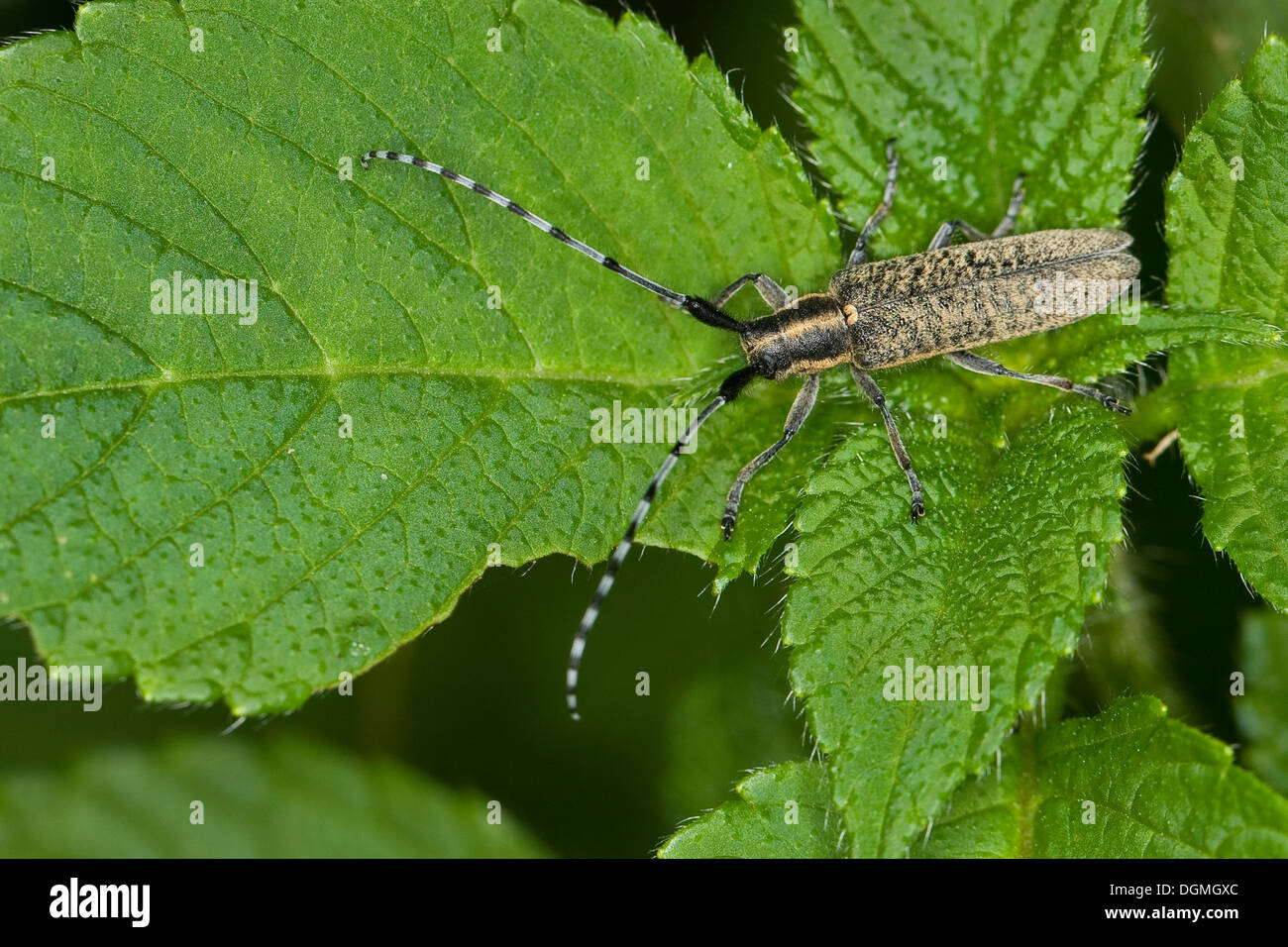 thistle longhorn beetle, Golden-bloomed Grey Longhorn, Distelbock, Nesselbock, Scheckhornbock, Agapanthia villosoviridescens Stock Photo