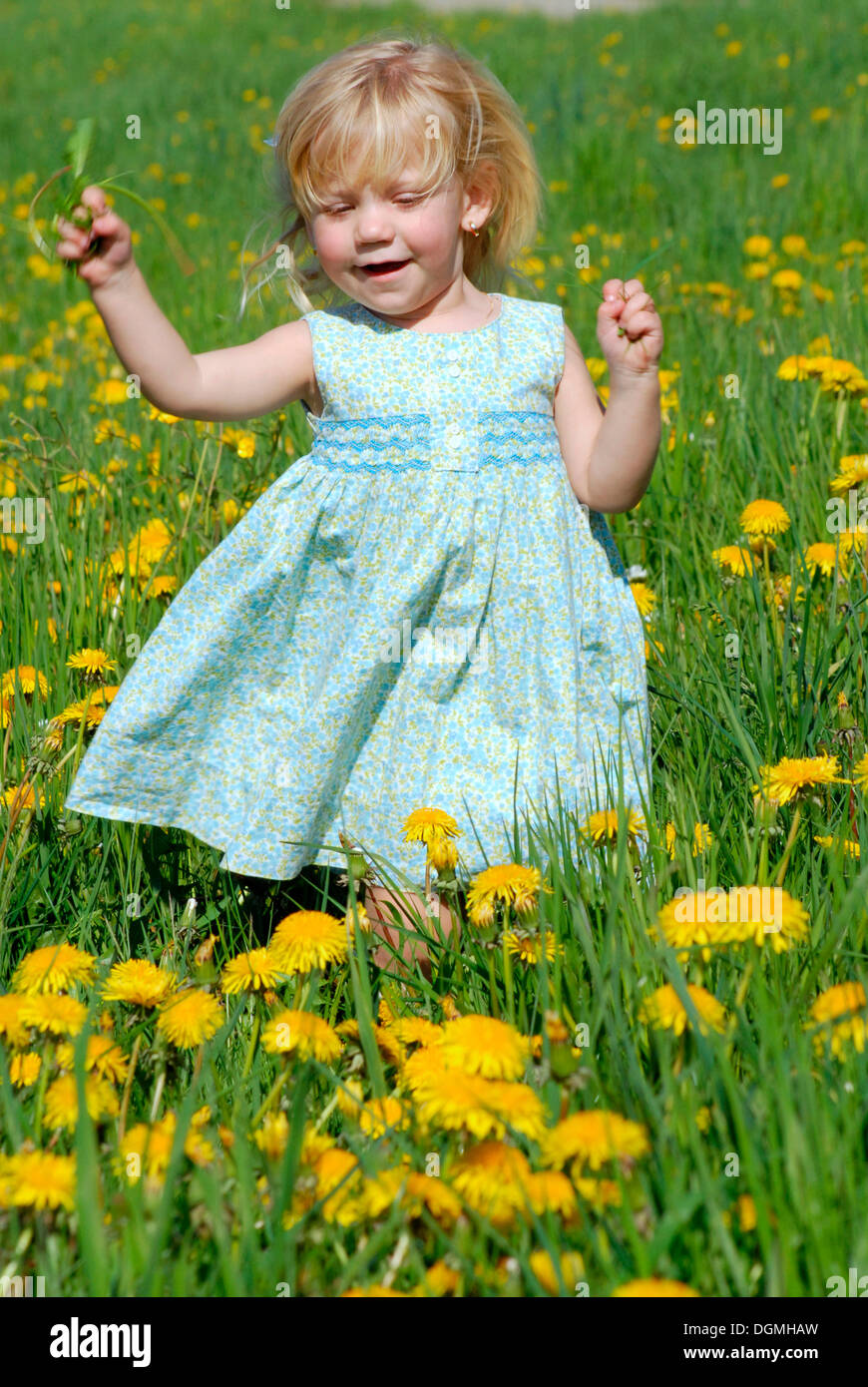 Little girl, 2 years, swinging in field of dandelion Stock Photo