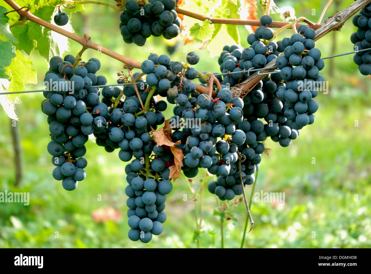Blue grapes "Regent" in Moselle valley, Rhineland-Palatinate Stock Photo