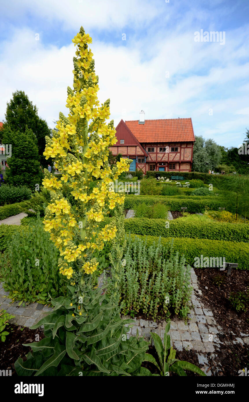 Great Mullein, Common Mullein (Verbascum thapsus) in the monastery garden in Ystad, Skåne, Sweden, Europe Stock Photo