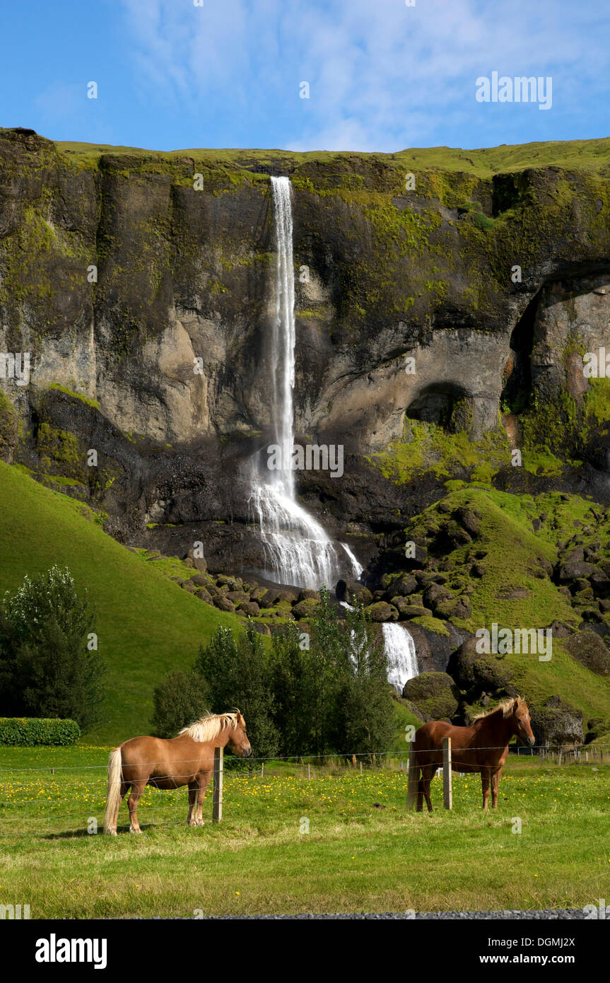 Iceland horses in front of a waterfall, south coast, Iceland, Europe Stock Photo