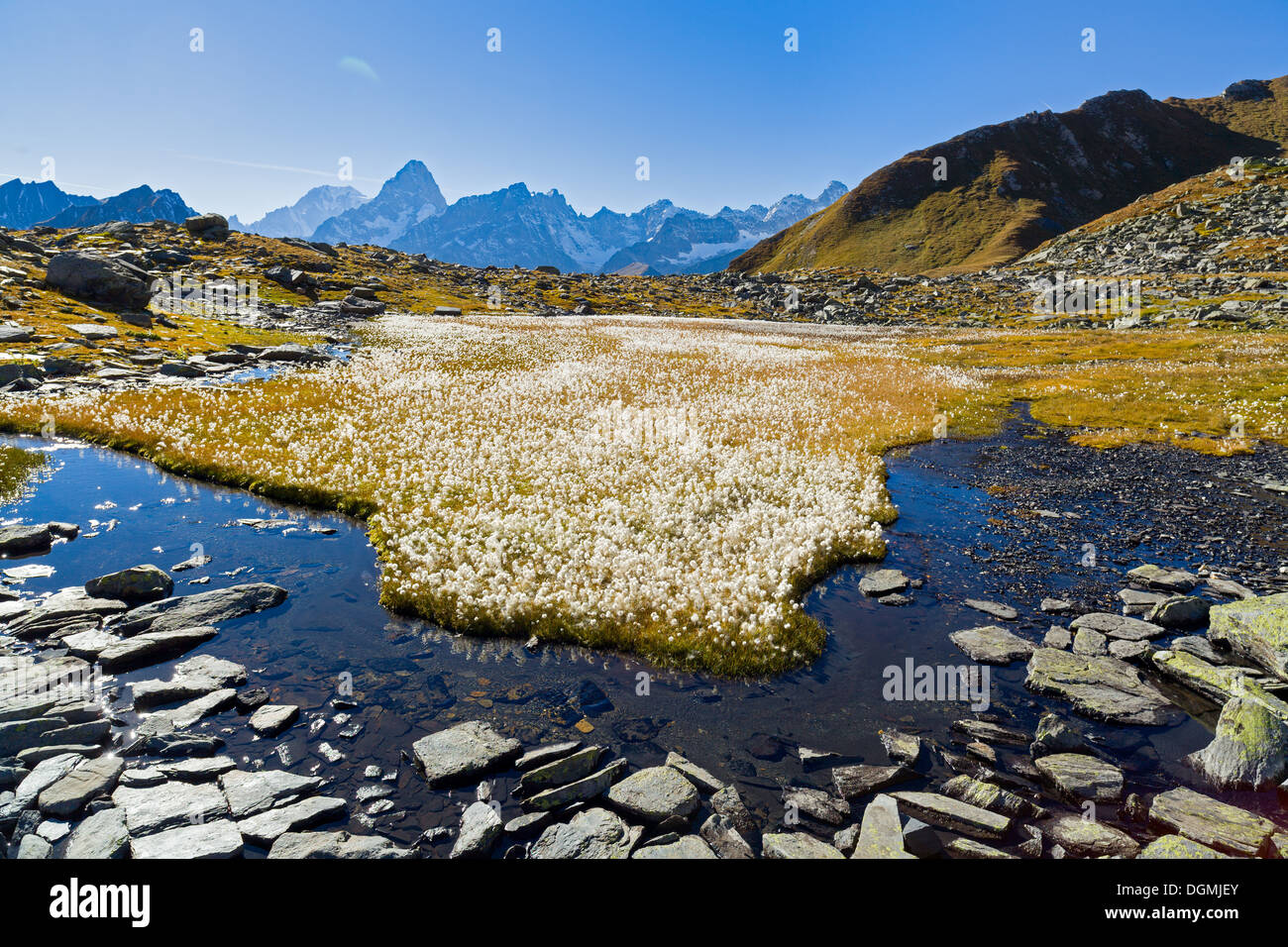 field of cottongrass surrounded of a small lake in the mountains of Grand Saint-Bernard in Valais Stock Photo