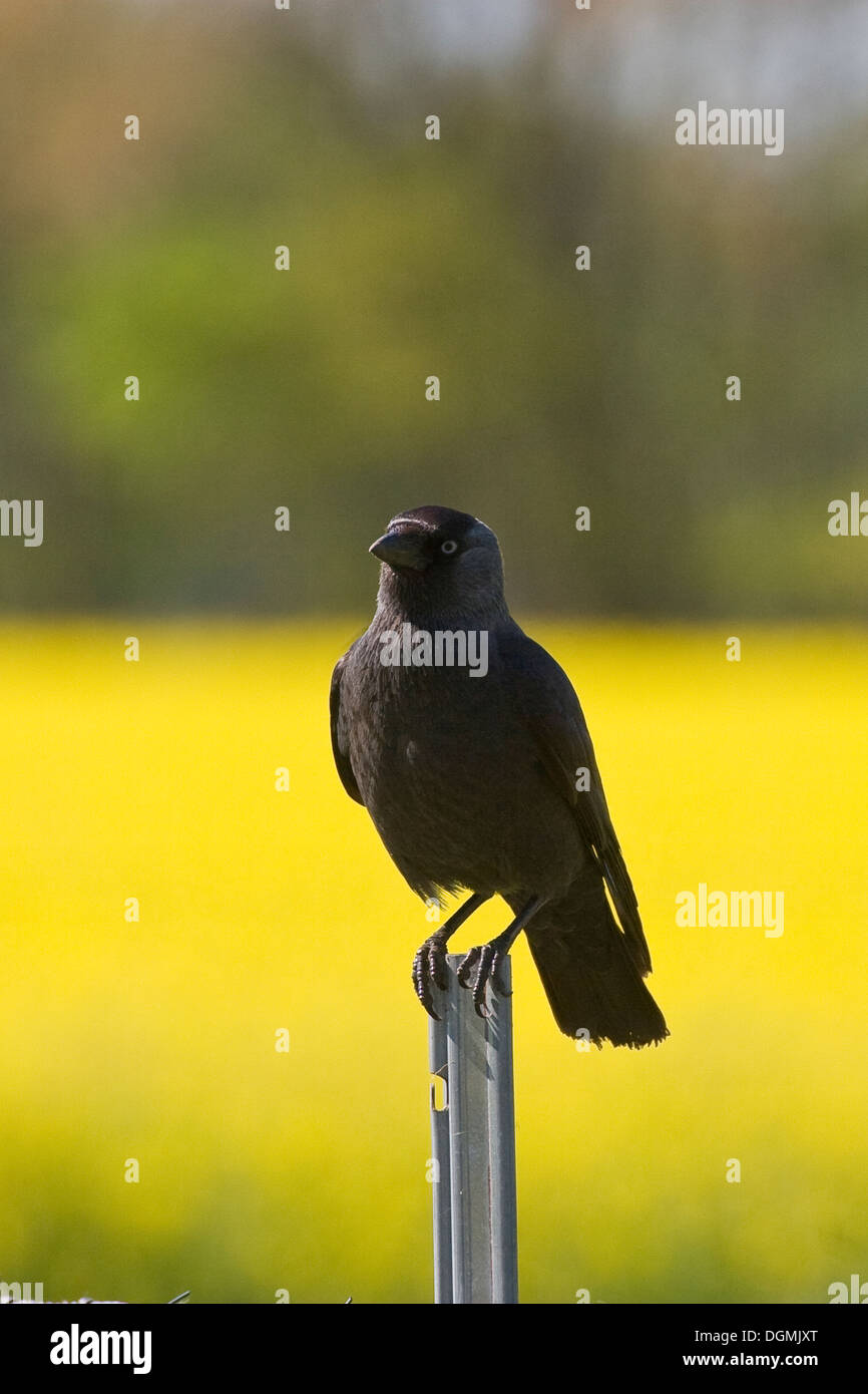Jackdaw, Dohle, Coloeus monedula, Corvus monedula Stock Photo - Alamy