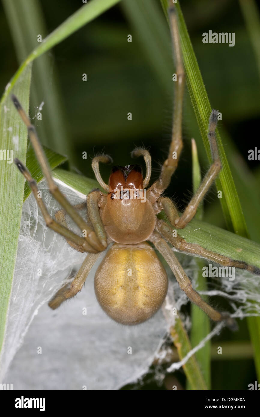 Yellow sack spider, Dornfinger, Ammen-Dornfinger, Dornfinger-Spinne, Cheiracanthium punctorium, Clubionidae, Giftspinne Stock Photo