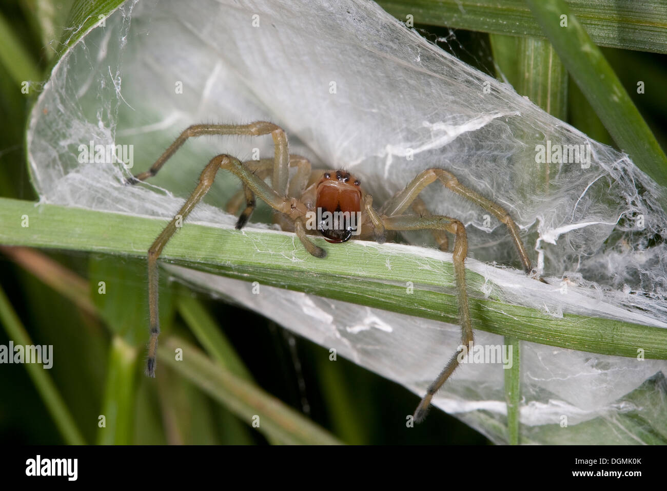 Yellow sack spider, Dornfinger, Ammen-Dornfinger, Dornfinger-Spinne, Cheiracanthium punctorium, Clubionidae, Giftspinne Stock Photo