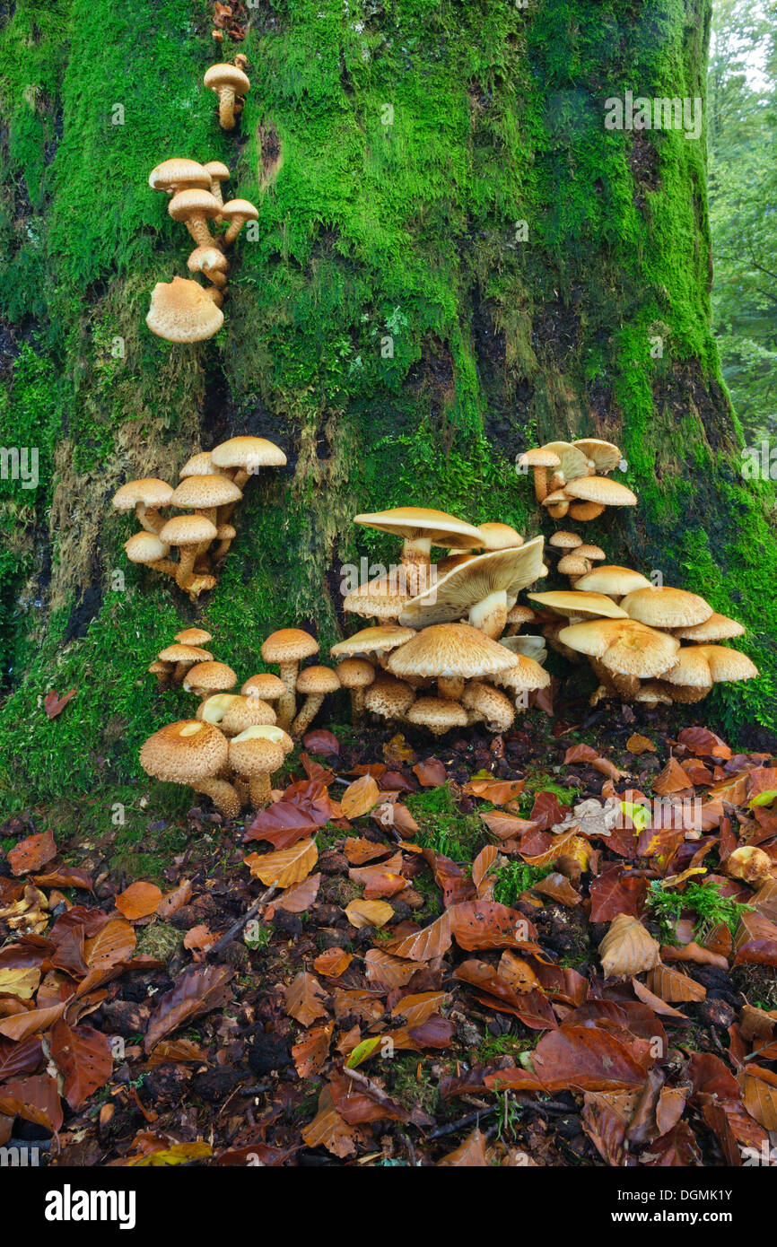 Honey fungus (Armillaria) growing on an old moss-covered beech trunk (Fagus sylvatica), Krombach, Kreuztal, Siegerland region Stock Photo