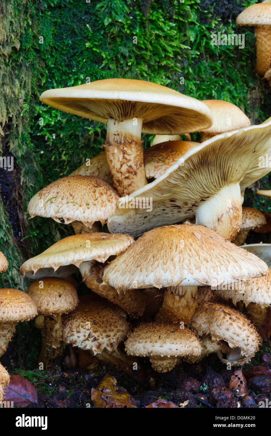 Honey fungus (Armillaria) growing on an old moss-covered beech trunk (Fagus sylvatica), Krombach, Kreuztal, Siegerland region Stock Photo