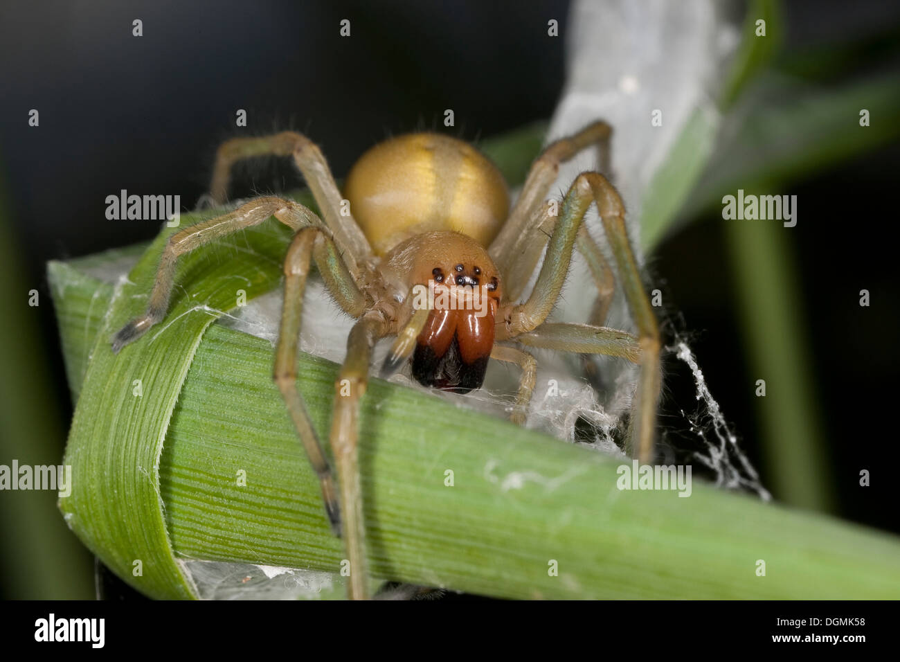 Yellow sack spider, Dornfinger, Ammen-Dornfinger, Dornfinger-Spinne, Cheiracanthium punctorium, Clubionidae, Giftspinne Stock Photo