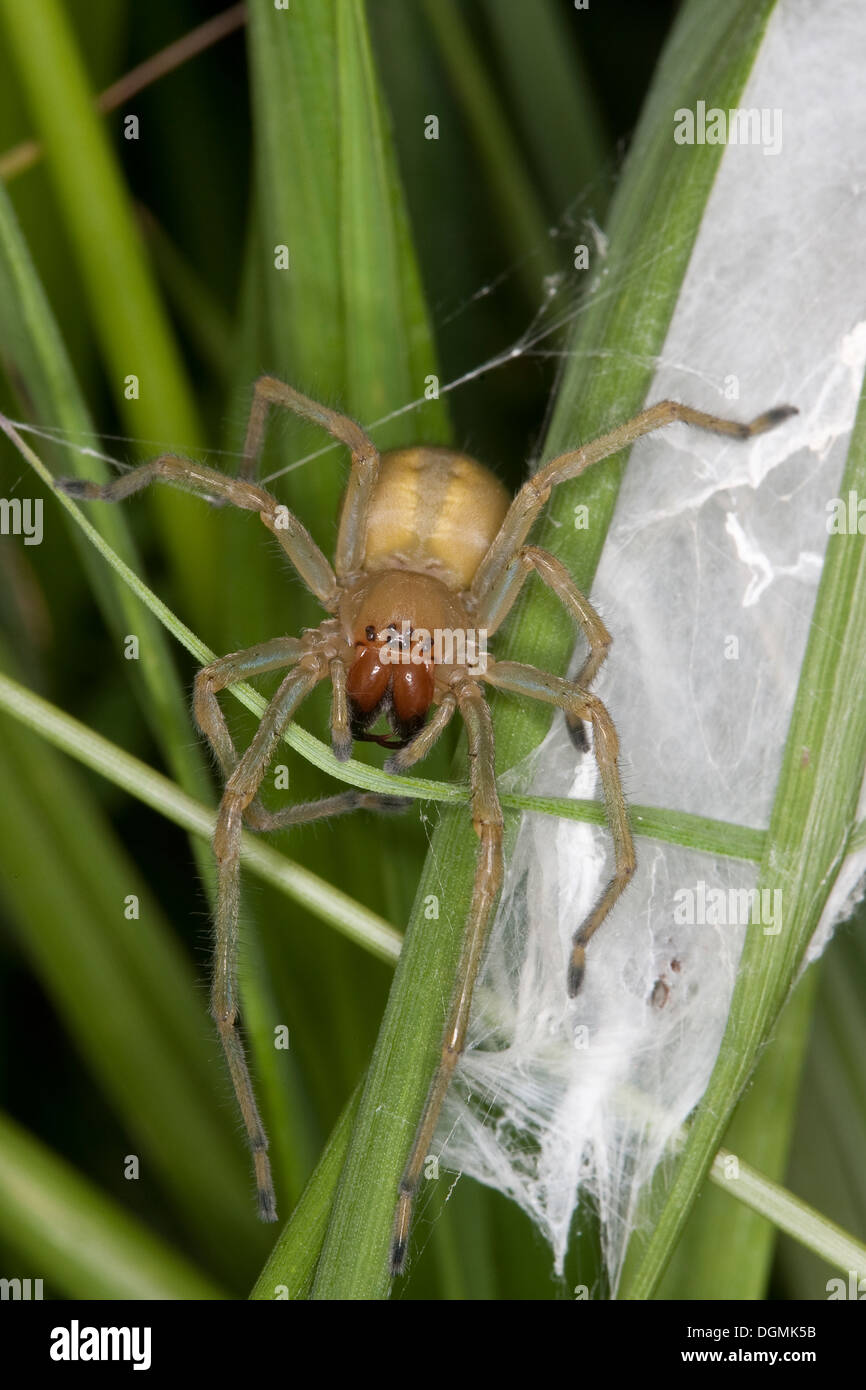 Yellow sack spider, Dornfinger, Ammen-Dornfinger, Dornfinger-Spinne, Cheiracanthium punctorium, Clubionidae, Giftspinne Stock Photo