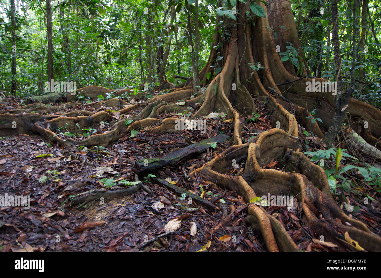In the Amazonian rainforest in Peru, a tree's spreading buttress roots