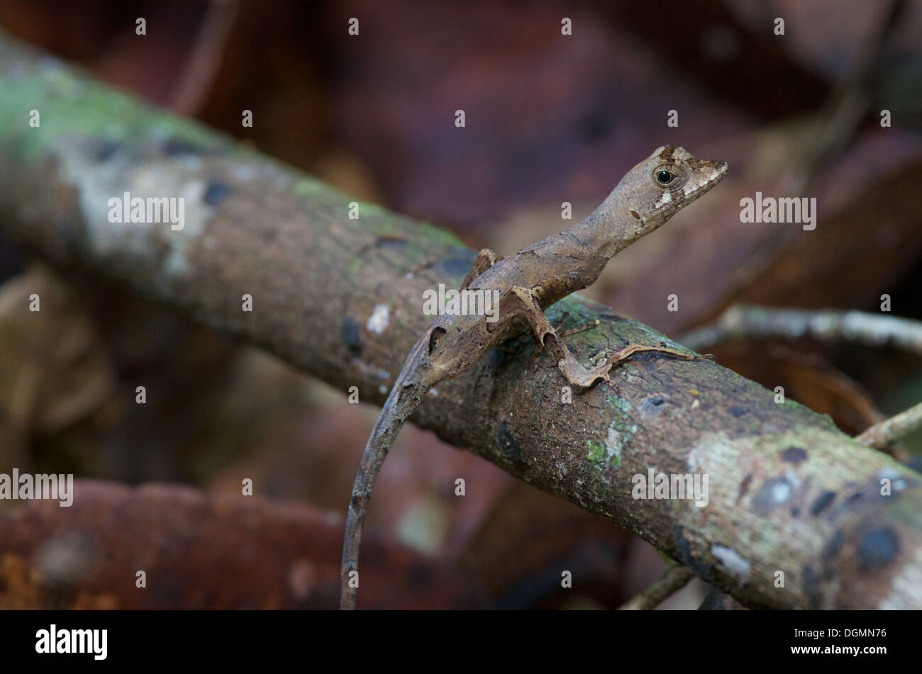A Blue Lipped Forest Anole Anolis Bombiceps Perched On A Stick