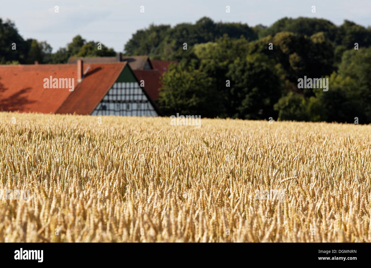 Ripe wheat field in front of a farm, Osnabruecker Land region, Lower Saxony Stock Photo