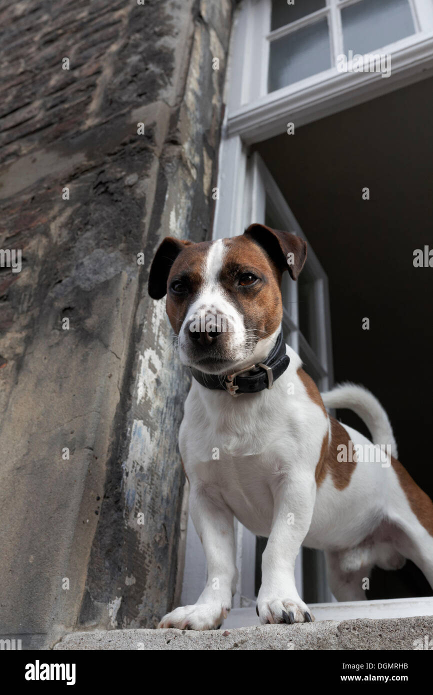 Jack Russell terrier looking out of an open window, Kaiserswerth, Düsseldorf, Rhineland, North Rhine-Westphalia, Germany Stock Photo