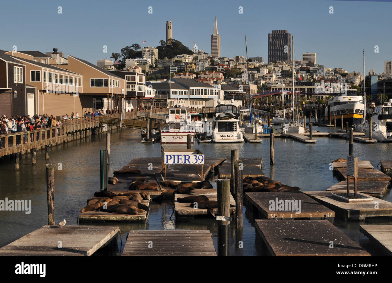 Pier 39. Coit Tower and Transamerica Building in the backdrop, San Francisco, California, United States Stock Photo