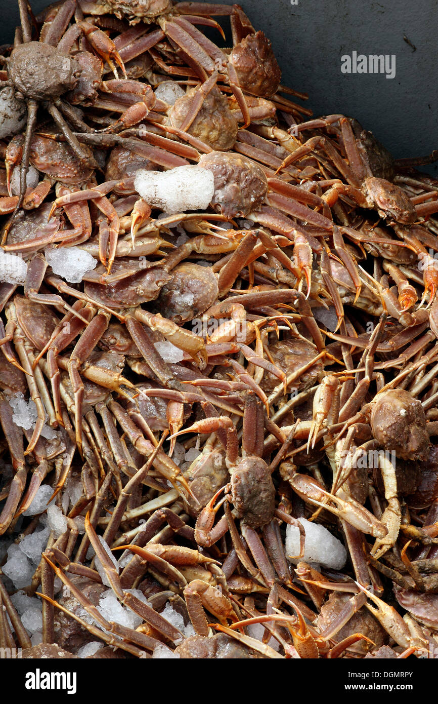 Snow crab catch, Cheticamp harbor, Cape Breton, Nova Scotia, Canada
