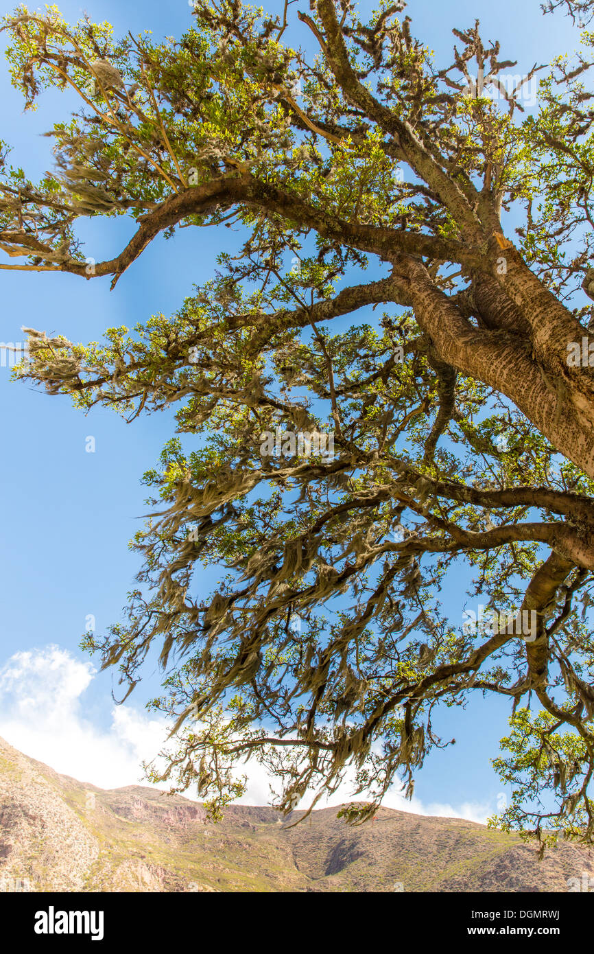 Large lonely tree in peruvian desert in South America,PERU against blue sky on a sunny day Stock Photo