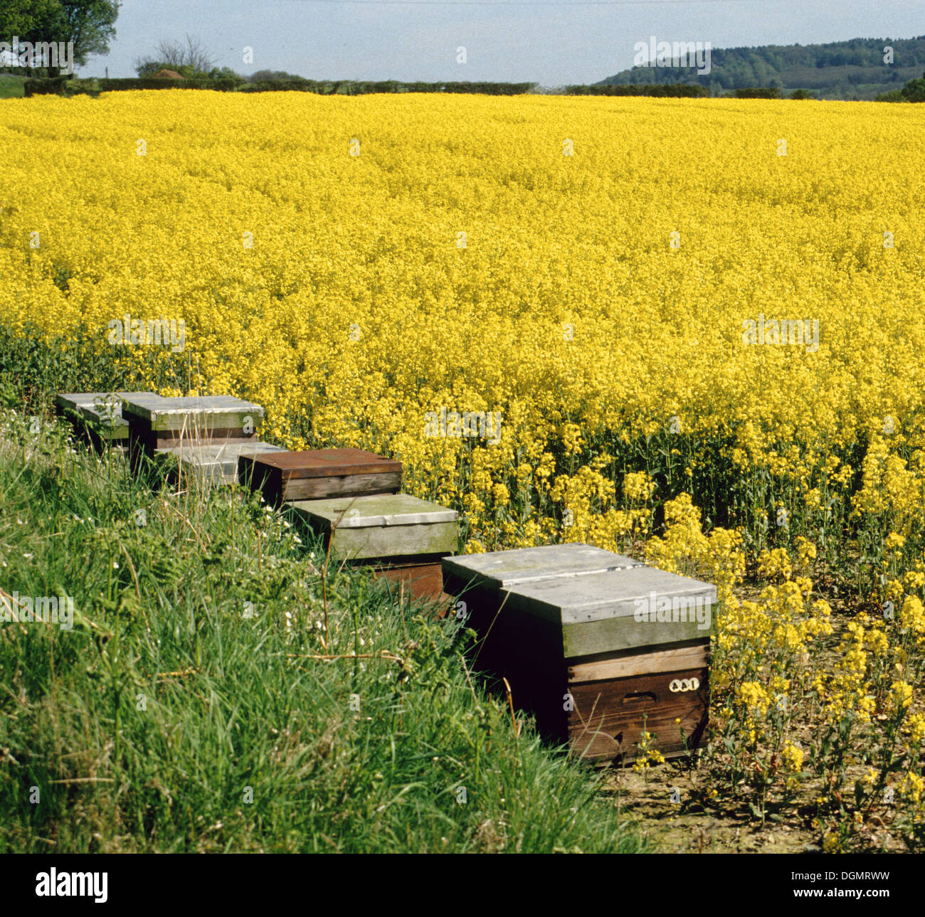 Bee hives in a field of oil seed rape. The farmer has had the bees put ...
