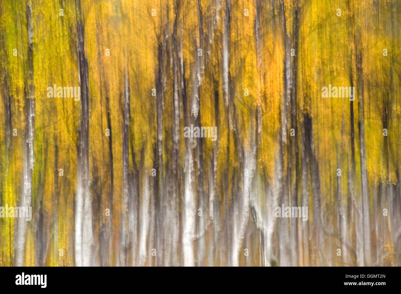 Birch grove in autumn, abstract image, Langfjordbotn, Finnmark, Norway, Europe Stock Photo