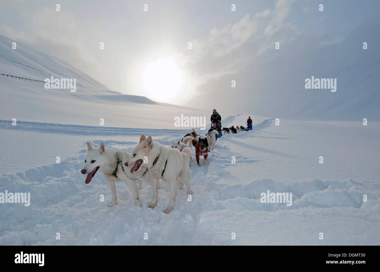 Dog sled team with Alaskan Huskies and passengers with snow flurries against a low winter sun, Spitsbergen, Svalbard, Norway Stock Photo