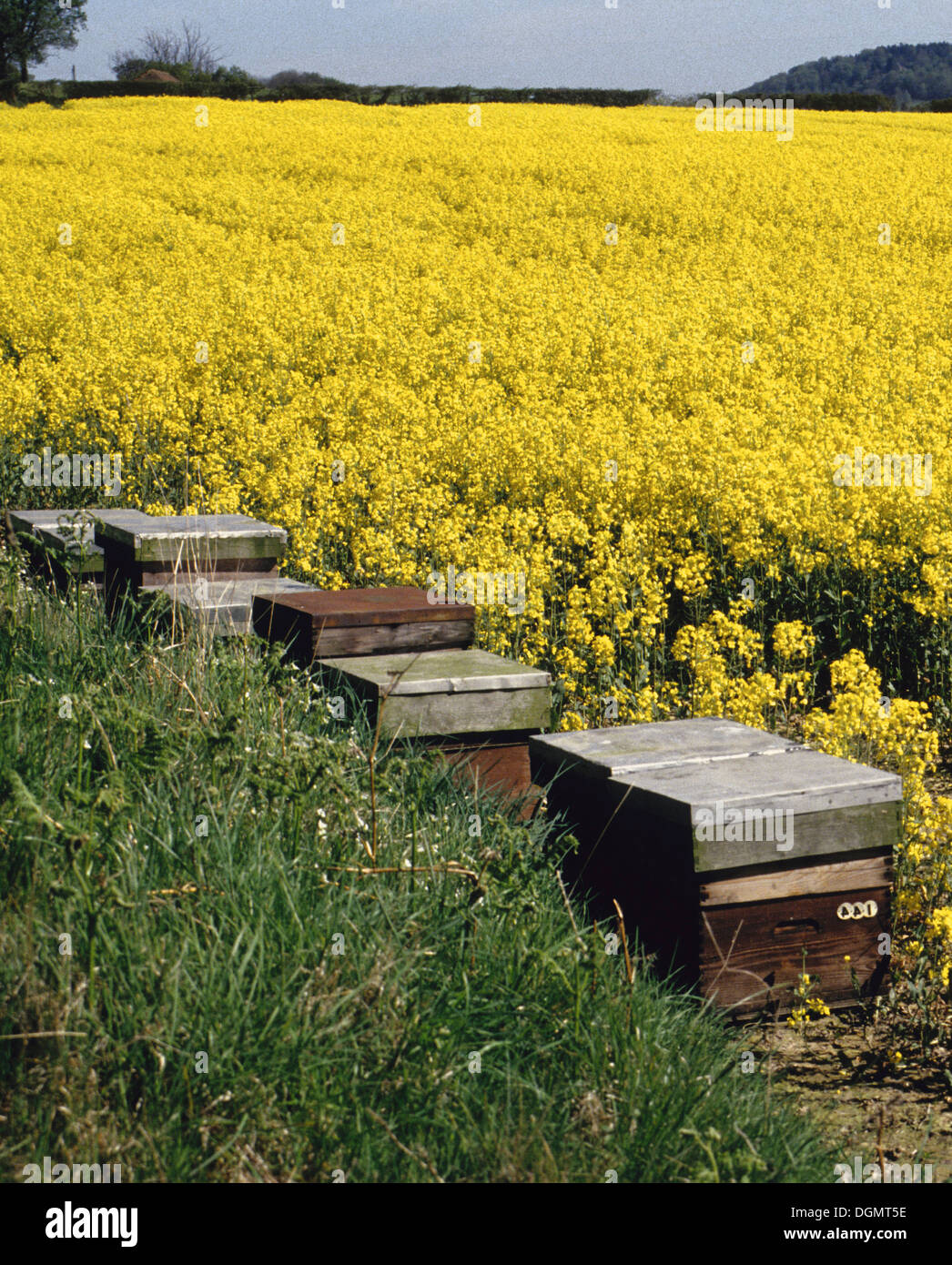 Bee hives in a field of oil seed rape. The farmer has had the bees put into his field to encourage pollination of his crop. Stock Photo