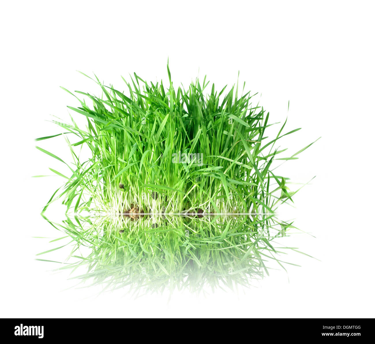 grass from roots on white background Stock Photo - Alamy