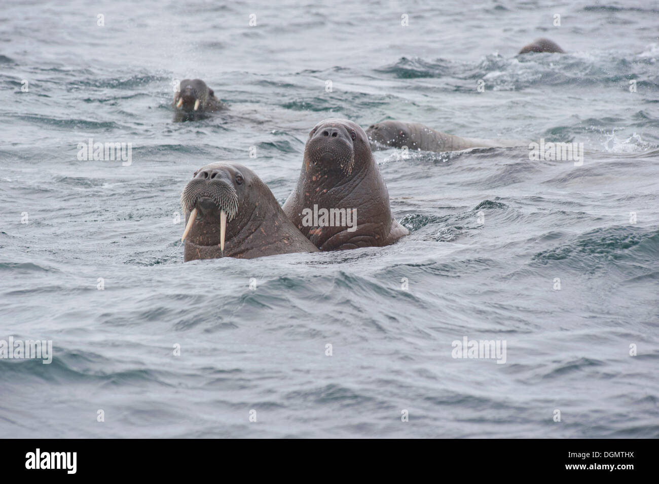 Female Walruses (Odobenus rosmarus) with cubs, Storøya, Svalbard Archipelago, Svalbard and Jan Mayen, Norway Stock Photo